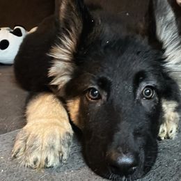 Tellulah - Black and tan German Shepherd puppy in Salisbury Ctr, New York from Harris German Shepherds