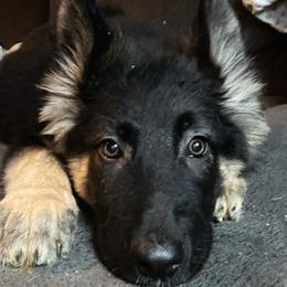 Tellulah - Black and tan German Shepherd puppy in Salisbury Ctr, New York from Harris German Shepherds