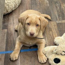Purple collar - Champagne female Dilute Retriever puppy in Teton County, Montana from East Front Labradors & Treasure State Schnauzers