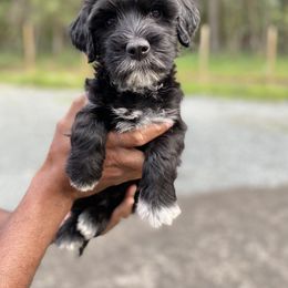 Miss Jade - Black and white Portuguese Water Dog puppy in Grants Pass, Oregon from Rogue River Portuguese Water Dogs