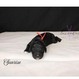 Sunrise - Black female Cockapoo puppy in Mancelona, Michigan from Lavender poodles & doodles