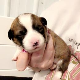 Jan - Sable female Pembroke Welsh Corgi puppy in Bloomfield, Iowa from Beebe’s Corgis