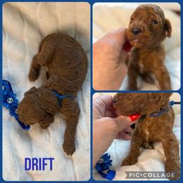 Drift - Red  male Poodle puppy in Mount Vernon, Illinois from AMC Poodles