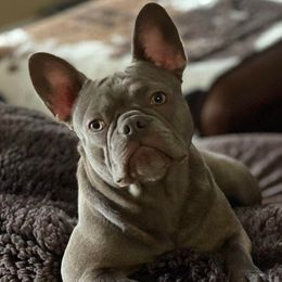 Ivy - French Bulldog