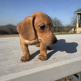 Boy 2 - Cream male Dachshund puppy in Stilwell, Oklahoma from Starr Springs Doxies