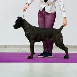 Kira - Cane Corso