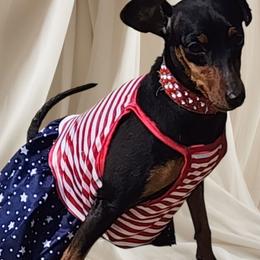 Mona - Miniature Pinscher