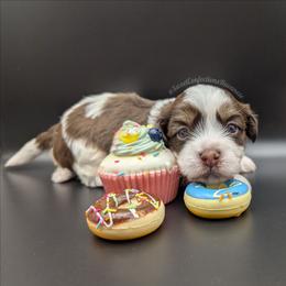 Hot Fudge Sundae - Chocolate male Havanese puppy in Marysville, Ohio from Sweet Confections Havanese