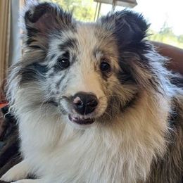 Shetland Sheepdogs from LonePeak Shelties