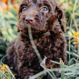 Double Doodle and Labradoodle Puppies from Delightfully Double Doodles