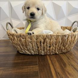 Yellow Collar - Light golden female Golden Retriever puppy in Radcliff, Kentucky from It’s A Golden Life