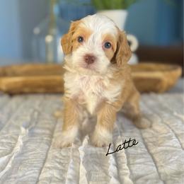 Latte - Caramel male Australian Labradoodle puppy in Nashville, Tennessee from SF Australian Labradoodles