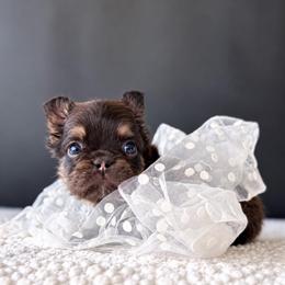 Godiva-A Little Piece of Heaven - Tricolors female French Bulldog puppy in Porter, Texas from Whatabulldog