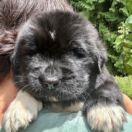 Newfoundland Puppies from Black Lions Newfoundlands