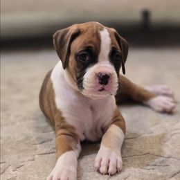 Fawnie Golden - Fawn female Boxer puppy in Howey In The Hills, Florida from Bayla Belle & Blossom's Boxers