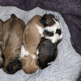 Shih Tzus from Michael’s Shih Tzus