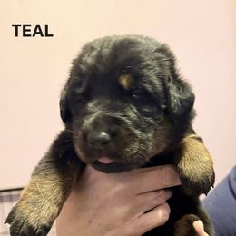 Teal Collar - A Litter - Black and tan female Beauceron puppy in Sterling, Illinois from Beaucerons of Tempete De Hope