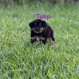 Miniature Australian Shepherd Puppies from Dutton's Show Me Farms