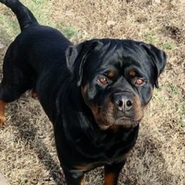 Zion  - Rottweiler