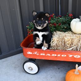Raegan - Black and tan female Shiba Inu puppy in Arcola, Illinois from Highline Puppies
