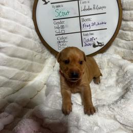 Scout - red collar - Yellow male Labrador Retriever puppy in Troy, South Carolina from Wicked Flyer Retrievers