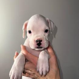 York - White female Boxer puppy in Jamesville, New York from Reynolds Homestead Boxers