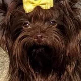 Starla - Yorkshire Terrier
