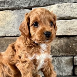 Rocky - Red male Cavapoo puppy in Jonestown, Pennsylvania from Lone Pine Acres Cavapoo’s