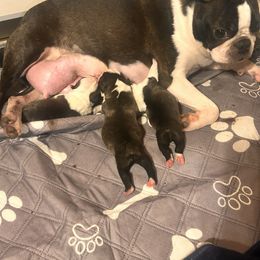 Boy 1 - Black and white male Boston Terrier puppy in West Liberty, Kentucky from 3B Kennels-Beth’s Best Boston’s