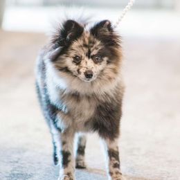 Boo - Pomeranian