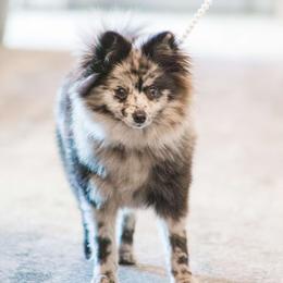 Boo - Pomeranian