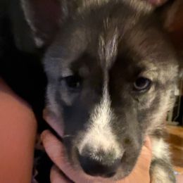 Vader - Black and white male Siberian Husky puppy in Sudbury, Massachusetts from Toe Bean Huskies