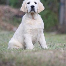 Golden Retriever Puppies from Hat Creek Goldens