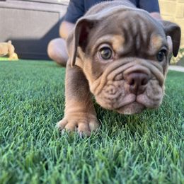 Bulldog and French Bulldog Puppies from JuneBug Bullies
