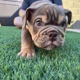 Bulldog and French Bulldog Puppies from JuneBug Bullies