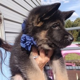 Blue - Black and red male German Shepherd puppy in Gustavus, Ohio from Cross Kreek Kennels