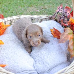 Bree - Fawn (isabella) and tan female Dachshund puppy in Eufaula, Alabama from B’s Dachshunds