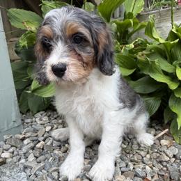 Splash - Merle male Cavapoo puppy in Auburn, Massachusetts from Buttercup Doodles