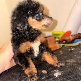 Cassiopeia - Phantom female Poodle puppy in Toledo, Ohio from Exquisite Dalmatians & Standard Poodles