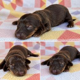 Boy 2 - Chocolate and tan male Dachshund puppy in Oklahoma from Red Oak Long Dogs