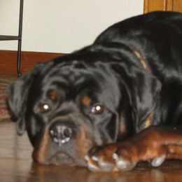 Rottweiler All Grown Up from Vom Wesburg Rottweilers