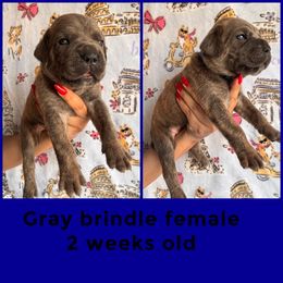 Blue - Gray brindle female Cane Corso puppy in Compton, California from Urban League Cane Corso
