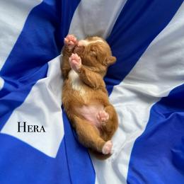 Nova Scotia Duck Tolling Retriever Puppies from Tallyho Tollers
