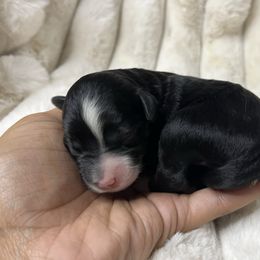 Aussiedoodle puppies from DoodlePuppiesTX