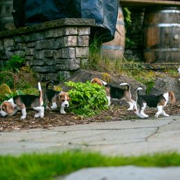 Beagle and Cavalier King Charles Spaniel Puppies from Kazuri Beagles and Cavaliers