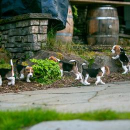 Beagle and Cavalier King Charles Spaniel Puppies from Kazuri Beagles and Cavaliers