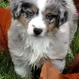 Miniature American Shepherd Puppies from Darling Aussies