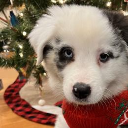 Girl 4 - Blue merle Australian Shepherd puppy in Perkasie, Pennsylvania from Kid’s Kingdom Australian Shepherds