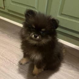 Star - Black female Pomeranian puppy in Texas from Tiny Tornado Poms