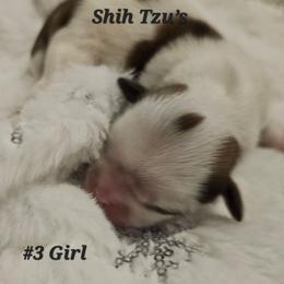3rd born - Tricolor female Shih Tzu puppy in Havelock, North Carolina from Sugar Paws Heavenly Shih Tzu’s